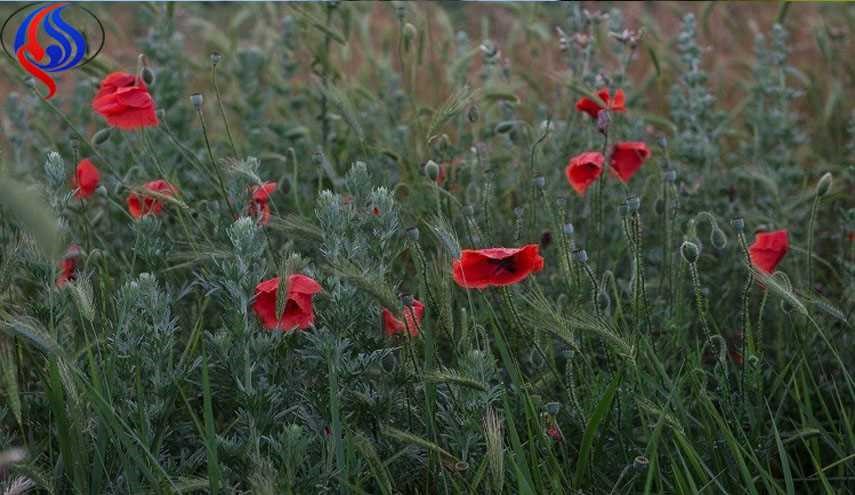 روسیه اجازه کشت خشخاش را صادر کرد