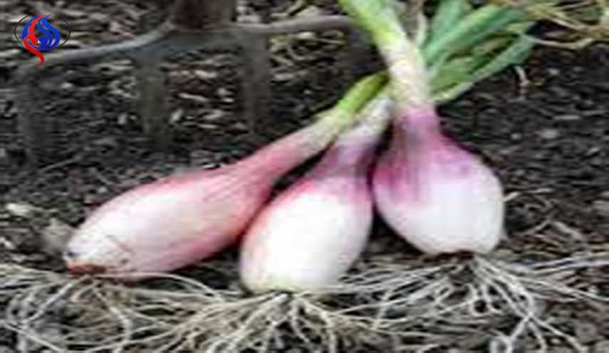 گیاهی مؤثر برای متوقف کردن سلولهای سرطانی