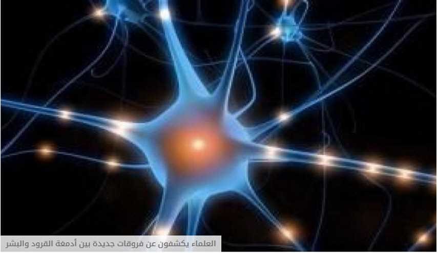 العلماء يكشفون عن فروقات جديدة بين أدمغة القرود والبشر