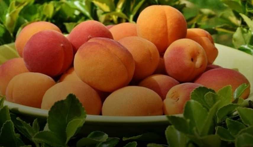 8 فوائد كبيرة للمشمش الطازج والمجفف