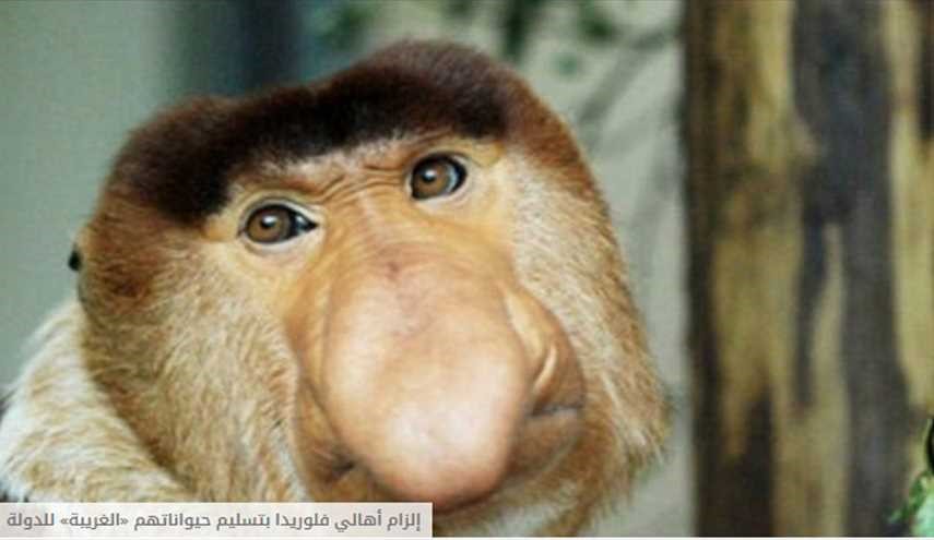 إلزام أهالي فلوريدا بقانون في يوم العفو عن الحيوانات الغريبة!