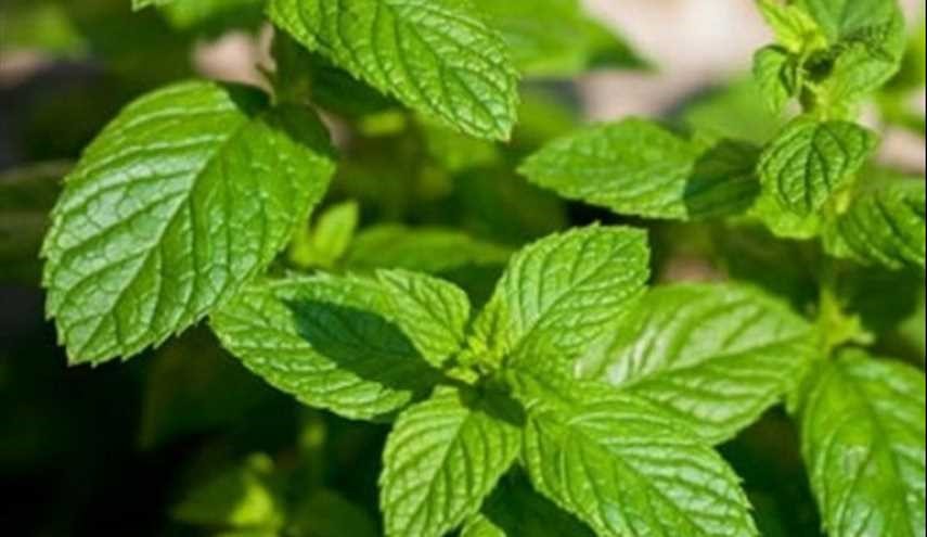 الأنزيمات الموجودة في هذا النبات تساعد على الوقاية من السرطان