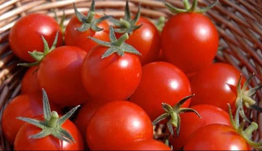 الطماطم تقي من الإصابة بسرطان المعدة