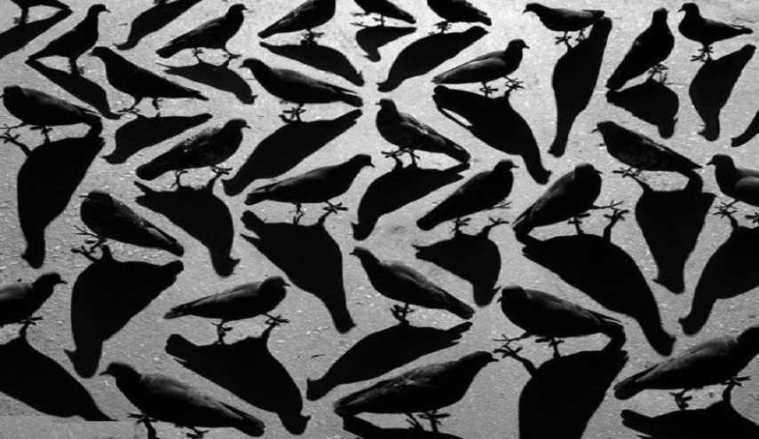 خدعة بصرية : كم عدد الحمام في الصورة؟!!
