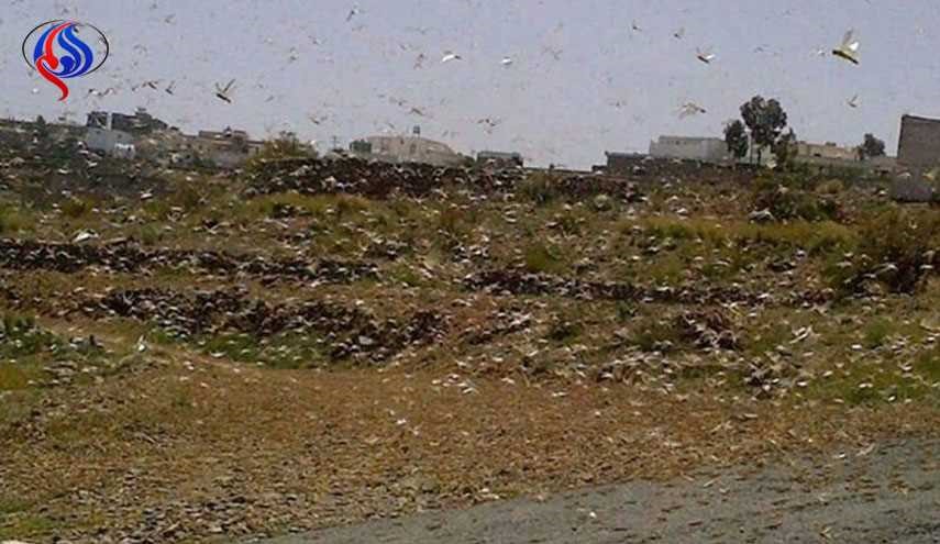 الجراد يحتل أدلب!!