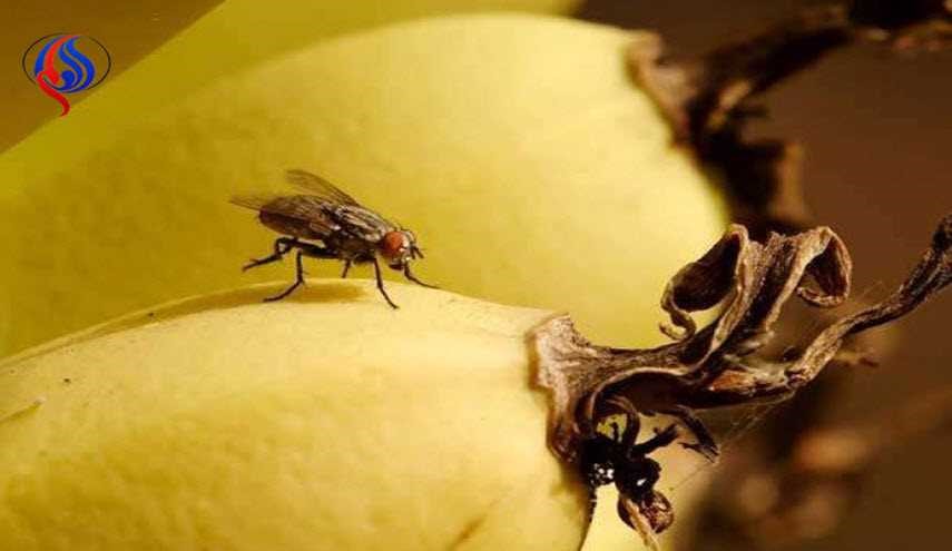 3 حيل مدهشة تبعد الذباب عن فاكهتك