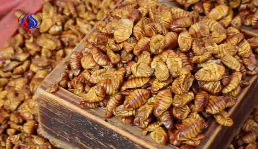 از غذاهای عجیب کره ای چه میدانید؟