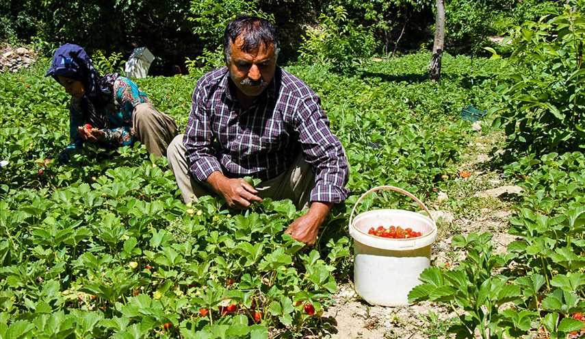 جني ثمار الفراولة في محافظة كردستان غربي ايران/صور