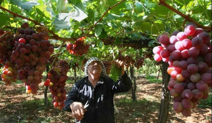 بالصور .. عنقود عنب بوزن طفل في مزارع صلاح الدين