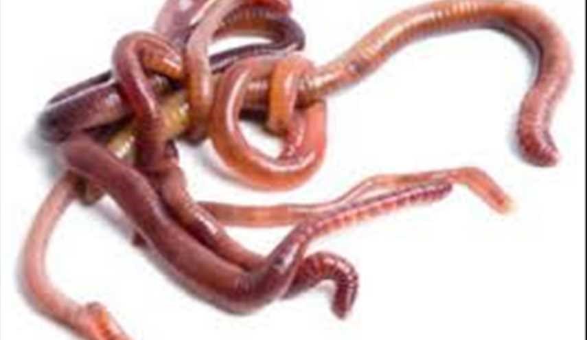 عودة 