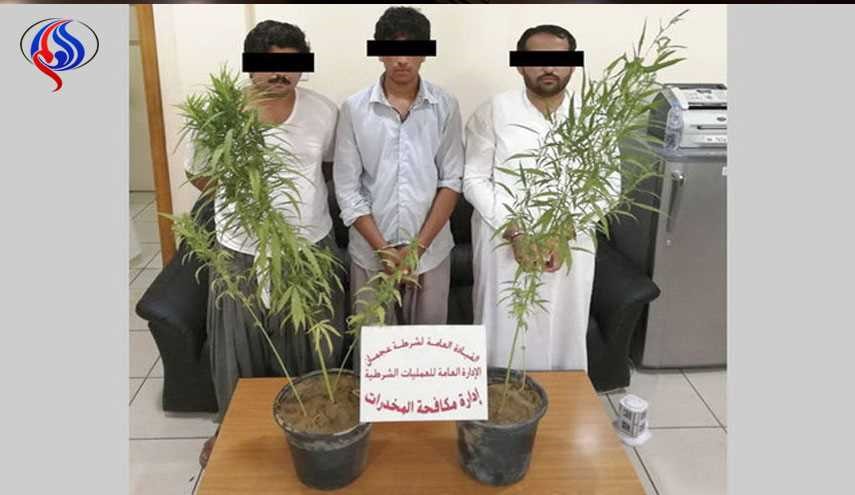 کشف مزرعه ماری جوانا در شیخ نشین عجمان امارات!