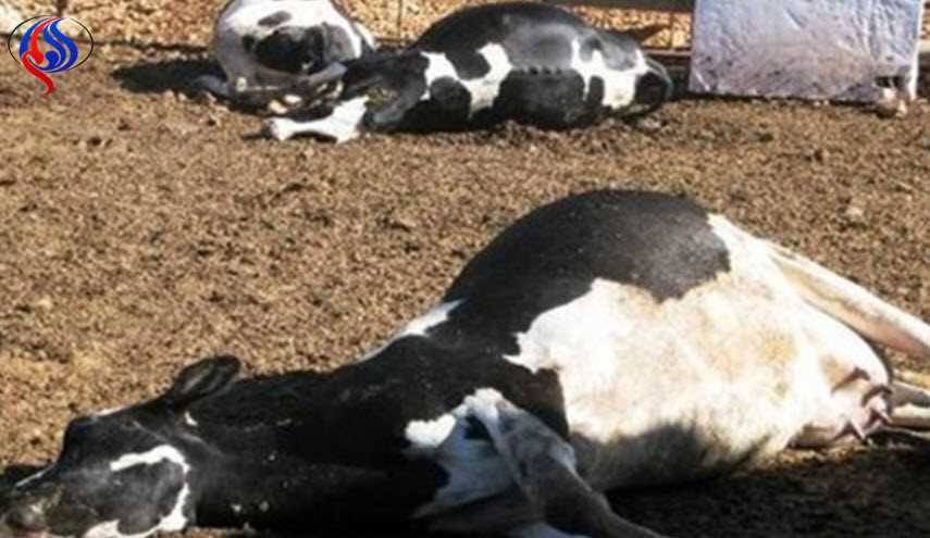 اعدام اكثر من الف بقرة في هذه المحافظة العراقية !