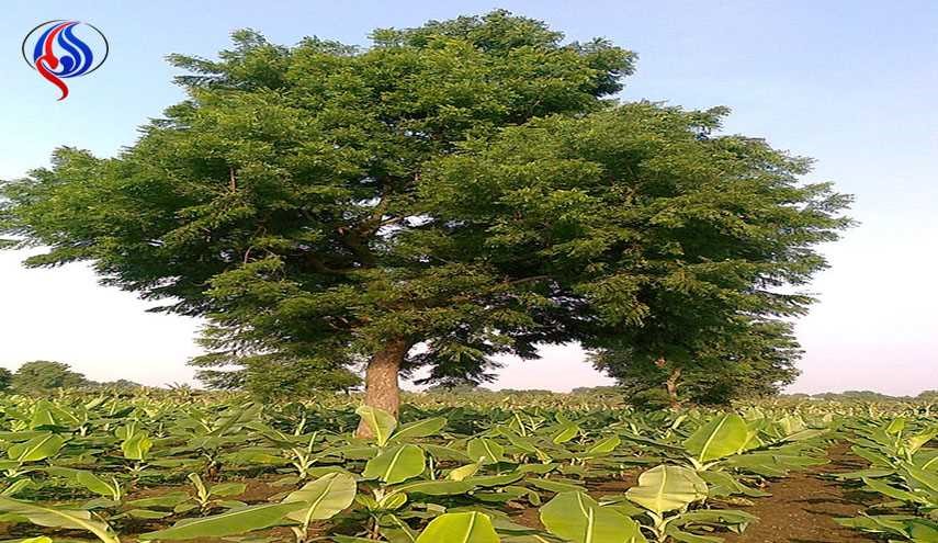 ماذا تعلم عن شاي النيم؟