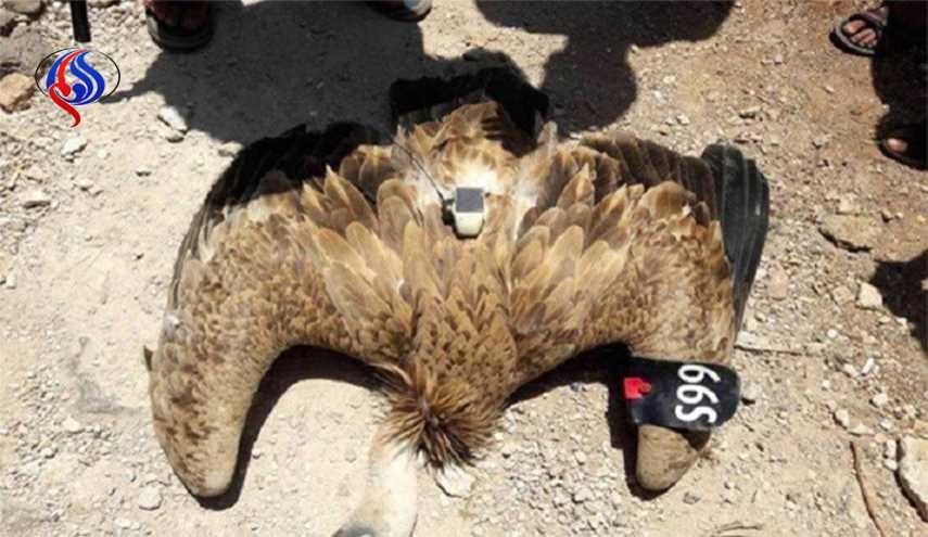 العثور على طائر مزود بأجهزة تجسس إسرائيلية على الحدود التركية السورية+صورة