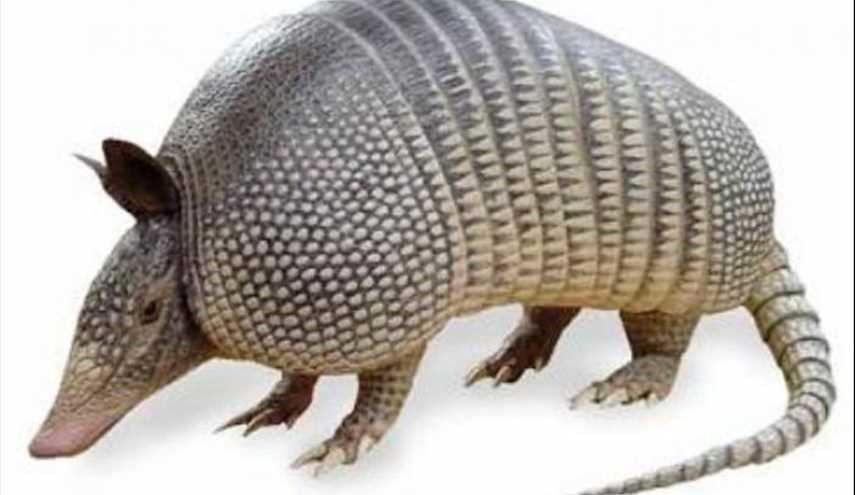 أطلق النار على حيوان المدرع فارتدت الرصاصة إلى وجهه !
