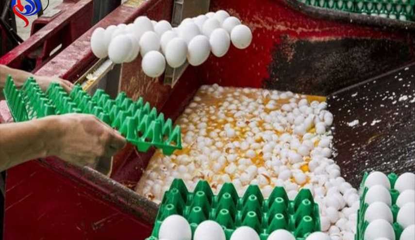 بلجيكا تقر بعلمها منذ يونيو بشحنة البيض الملوث