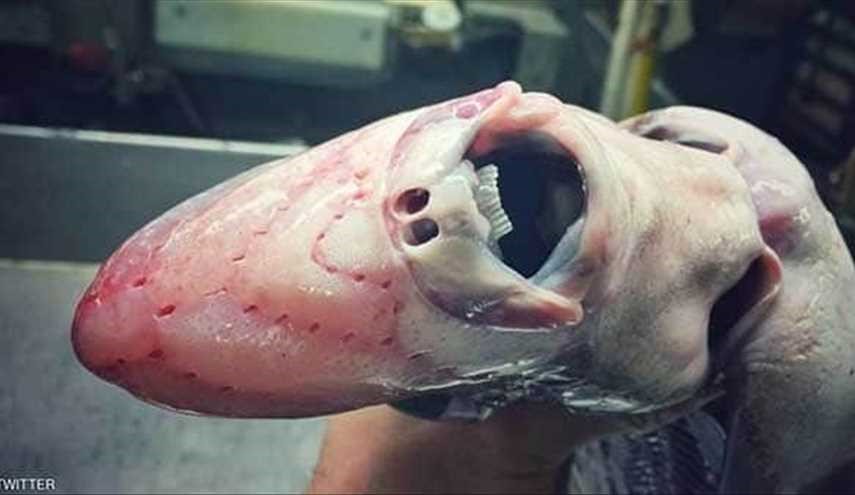 صياد ينشر صورة لكائن عجيب تلقى تفاعلا كبيرا