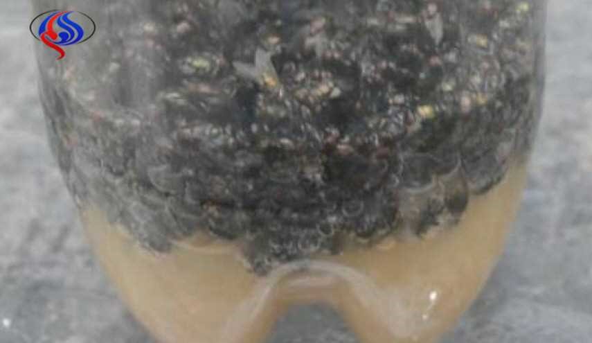 في الصيف.. لتتخلصوا من الذباب لن تحتاجوا سوى هذا الفخ الرهيب!