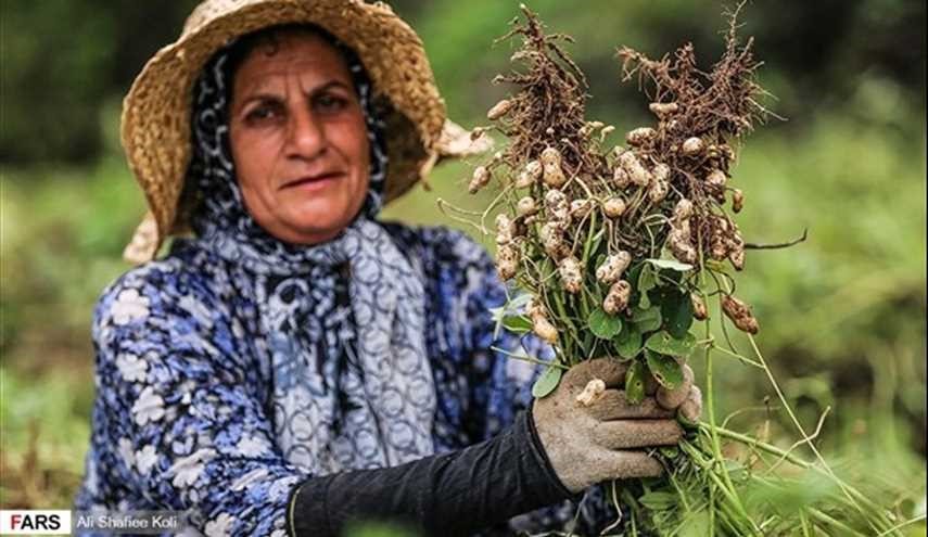 بالصور.. حصاد الفول السوداني (فستق العبيد) بمنطقة 