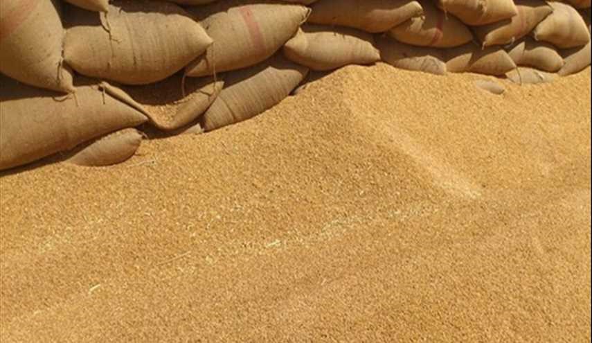 مصر تسعى لشراء كمية غير محددة من القمح