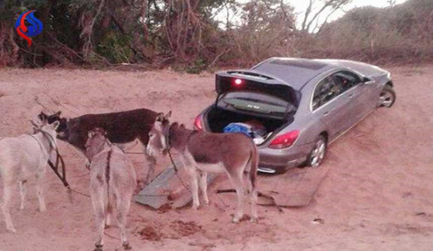 بالصور.. ضبط 4 حمير حاولت سرقة مرسيديس!