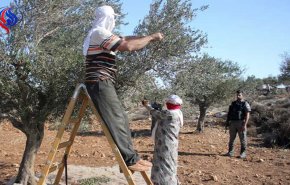 مستوطنون يسرقون ثمار 300 شجرة زيتون في نابلس