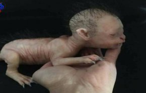 بالفيديو والصور... ماهي حقيقة العثور على قطة برأس إنسان