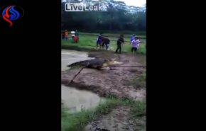 شاهد كيف دارت المواجهة بين أهالي قرية وتمساح ضخم تسلل إلى حقل أرز؟