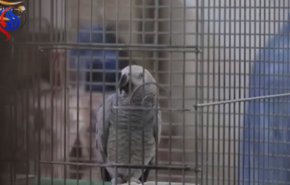 بالفيديو.. ببغاء يجود القرآن!