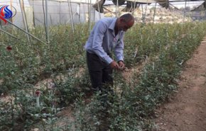 ورد الضفة الجوري في مواجهة الاستيطان
