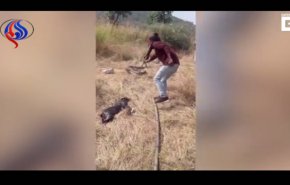 فيديو مروع لأهالي يجبرون ثعبانا على تقيؤ كلب بلعه