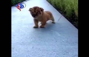 شاهد... زئير شبل أمام الكاميرا يذيب قلوب الملايين على الإنترنت