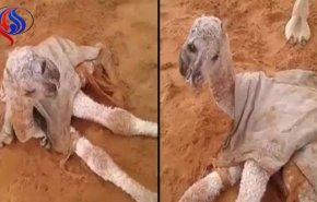 شاهد: أثار الدهشة ... ولادة جمل بوجهين في الإمارات!