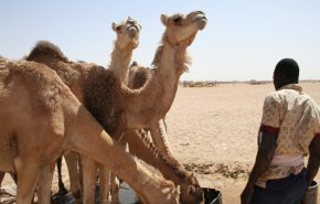 موريتانيا تسعى لجذب الاستثمارات إلى قطاع الثروة الحيوانية 
