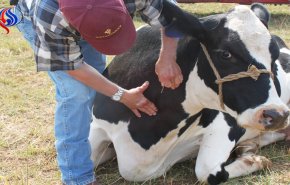 دراسة تكشف انتقال جنون البقر بين البشر عبر الجلد