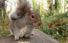 علماء.. السناجب ذكية ولا تُذعر بسهولة!