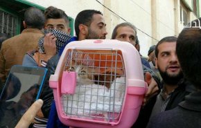 فيديو.. القطة لولي تثير غضب المرضى والجرحى على معبر رفح..
