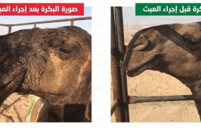 في السعودية ... 