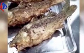 شاهد .. سمكة مقلية 