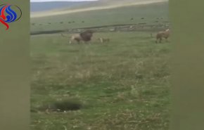 بالفيديو... كلب متهور يهاجم أسدا
