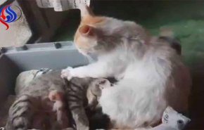 فيديو مذهل لقط يواسي زوجته بعد الولادة!!

