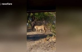 بالفيديو... هكذا هرب جاموس من براثن أسود جائعة