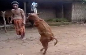 مقطع يثير الضجة في مواقع التواصل بسبب عجل صغير!!