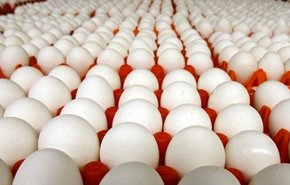 واردات تخم‌مرغ افزایش یافت!
