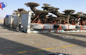 الامارات تسرق اشجارا معمرة ونادرة من جزيرة سقطرى اليمنية+ صور
