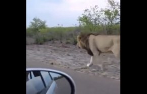 شاهد: اسد يتجول في السعودية!