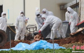 الصين تسجل أول إصابة بالسلالة إتش7إن4 من فيروس إنفلونزا الطيور