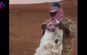 مشهد صادم، سعوديان يجبران جملاً على بلع أفعى حية !!