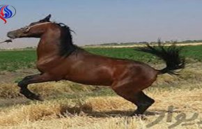 شاهد.. غضب بعد نشر فيديو لتعذيب وحشي لحصان