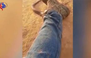 بالفيديو.. أفعى سامة تتسلل داخل بنطال صياد 